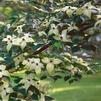 Cornus kousa 'Summer Stars'