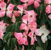 Cornus kousa 'Trinity Star'