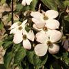 Cornus kousa 'x florida Aurora'