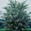 Cornus kousa 'x florida florida Celestial'