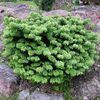 Abies balsamea 'Nana'