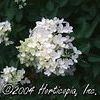 Hydra paniculata 'Grandiflora'