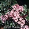 Kalmia latifolia 'Freckles'