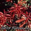 Pieris japonica 'Mountain Fire'