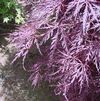 Acer palmatum 'Sharps Pygmy'