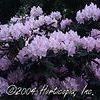 Rhododendron 'Album Elegans'