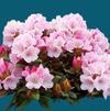 Rhododendron Yakushimanum 'Anna H. Hall'