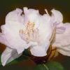 Rhododendron 'Balta'