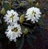 Rhododendron 'Chionoides'