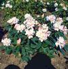 Rhododendron 'Christmas White'