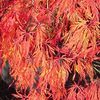 Acer palmatum dissectum 'Viridis'