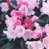 Rhododendron yakushimanum 'Crete'