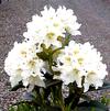 Rhododendron 'Cunninghams White'