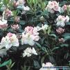 Rhododendron 'Gomer Waterer'