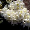 Rhododendron 'Ice Cube'