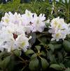Rhododendron 'Lodestar'