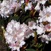 Rhododendron 'Loders White'