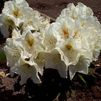 Rhododendron 'Phyllis Korn'