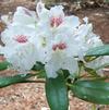 Rhododendron 'Peter Tigerstedt'