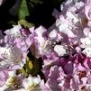 Rhododendron 'Pohjolas Daughter'