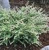 Tsuga canadensis 'Gentsch White'