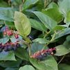 Gaultheria shallon