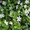 Vinca minor 'Alba'