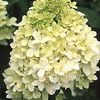 Hydra paniculata 'Limelight'