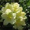 Rhododendron 'Capistrano Primrose'
