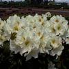 Rhododendron 'Mrs Betty Robertson'