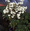 Rhododendron 'Cream Crest'