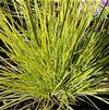 GR Festuca glauca 'Golden Toupee'