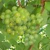 Grape Golden Muscat Vitis 'Golden Muscat'