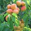 Fruit Prunus armeniaca 'Blenheim'