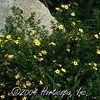 Potentilla fruticosa 'Goldfinger'