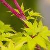 Acer palmatum 'Sango Kaku'