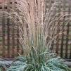 GR Calamagrostis acutiflora 'Avalanche'