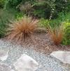 GR Carex buchanii 'Leather Leaf'