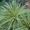 GR Carex oshimensis 'Evergold'