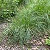 GR Deschampsia Cespitosa 'Bronzeschlieier'