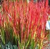 GR Imperata cylindrica 'Red Baron'
