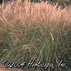 GR Miscanthus sinensis 'Morning Light'