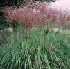 GR Miscanthus sinensis purpurascens 'Red Silver'