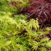 Acer palmatum dissectum 'Seiryu'