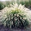 GR Pennisetum alopecuroides 'Hameln'