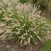 GR Pennisetum oriental