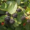 BR Rubus Triple Crown 'Triple Crown'