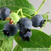 BR Vaccinium Earliblue corymbosum 'Earliblue'