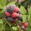BR Rubus Willamette ideaus 'Willamette'