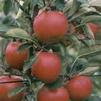 Fruit Malus domestica 'Braeburn'